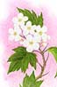 White Hawthorn flower