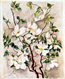 Flowering Dogwood