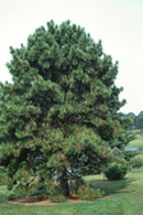 Ponderosa Pine