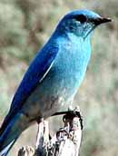 Blue Bird