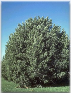 Pinion Pine