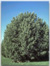 Pinion pine