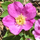 Wild Prairie Rose