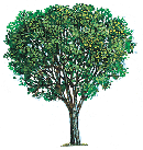 American Elm