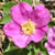 Wild Prairie Rose