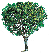 American Elm