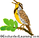 Western Meadowlark