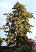 Douglas Fir