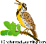 Western Meadowlark