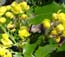 Oregon Grape