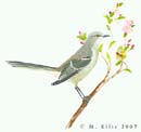 Mockingbird