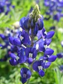Bluebonnet