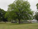 Pecan tree