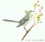 Mockingbird