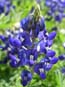 Bluebonnet