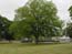 Pecan tree