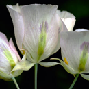 Sego Lily