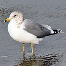 Seagull