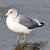 Seagull