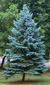 Blue Spruce