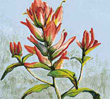 Indain Paintbrush