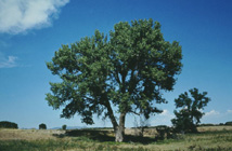 Cottonwood tree