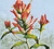 Indian Paintbrush