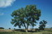 Cottonwood